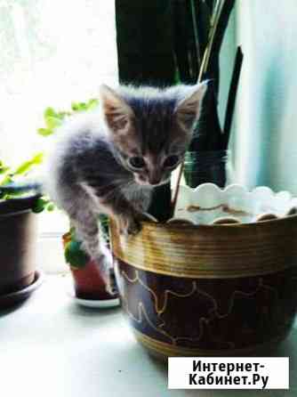 Котята Вологда