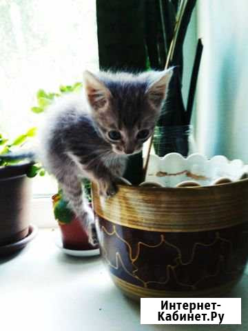 Котята Вологда - изображение 1