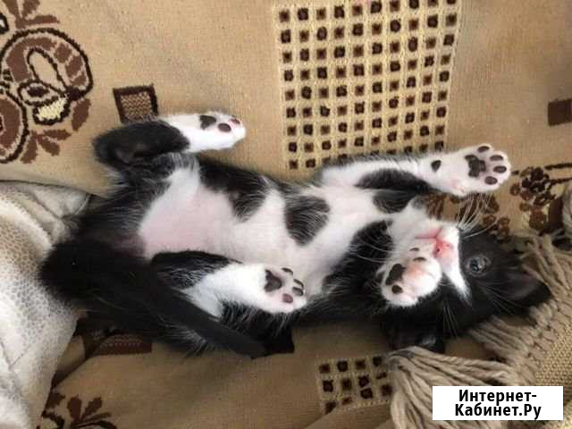 Разноцветные котята в добрые руки Бор - изображение 1