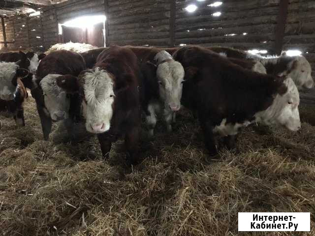 Продам телят Раевский - изображение 1