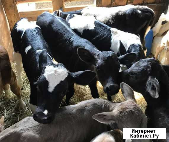 Бычки и телочки. От 1 месяца, до 4х Тбилисская - изображение 1
