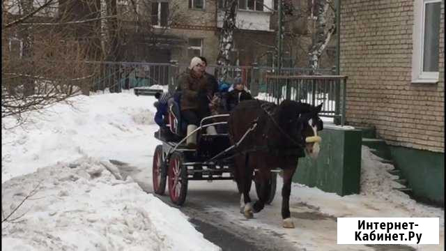 Лошадь владирской породы Долгопрудный - изображение 1
