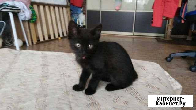 Котенок Марсик в добрые руки Мытищи - изображение 1