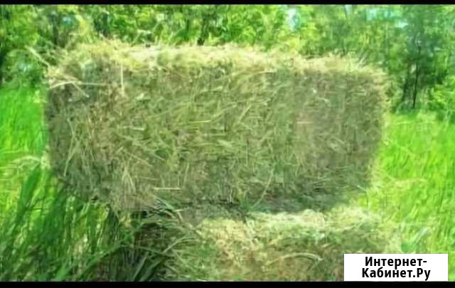 Продаю сено луговое в тюках Иловля - изображение 1