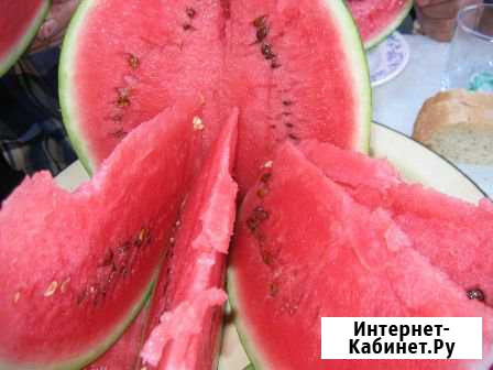 Арбуз вкуснейший Кущевская - изображение 1