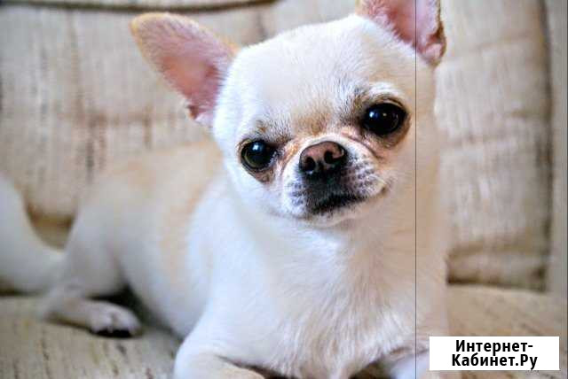 Маленький Кобель для Вязки Нижний Новгород - изображение 1