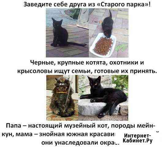 Котенок в частный дом Кабардинка