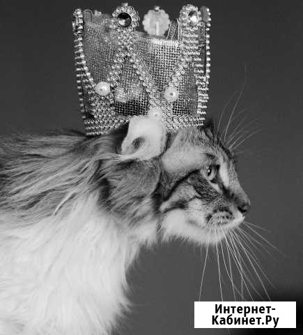 Фотосъёмка домашних питомцев Горин - изображение 1