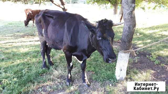 Коровы и Телята Тбилисская - изображение 1