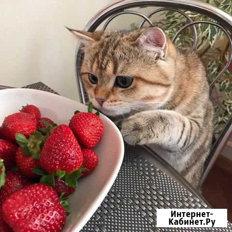 Выгул и передержка животных Владимир - изображение 1