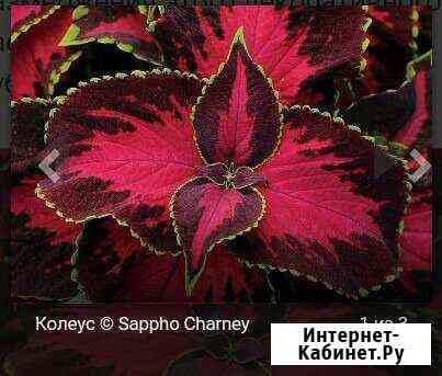 Саженцы Колеуса Октябрьский