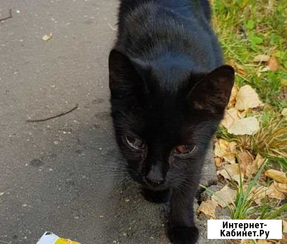 Пожалуйста помогите котёнку Серпухов - изображение 1
