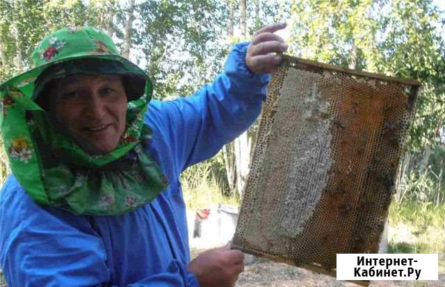 Мёд натуральный Аргаяш - изображение 1