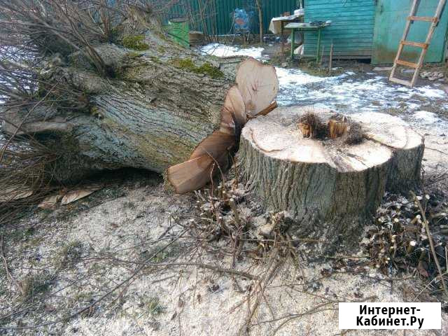 Спил, обрезка деревьев, благоустройство, вывоз мус Калининград - изображение 1
