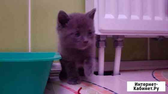 Котята в добрые руки Лобня