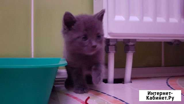 Котята в добрые руки Лобня - изображение 1
