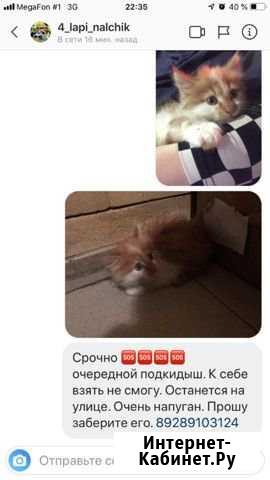 Котенок Нальчик - изображение 1