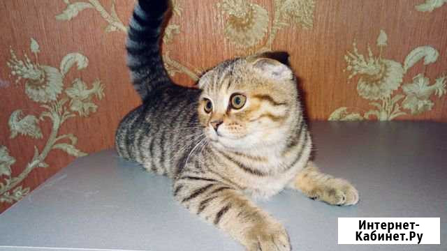 Шотландские котята Гусь-Хрустальный - изображение 1