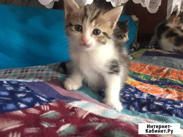 Котята в добрые руки Токсово - изображение 1