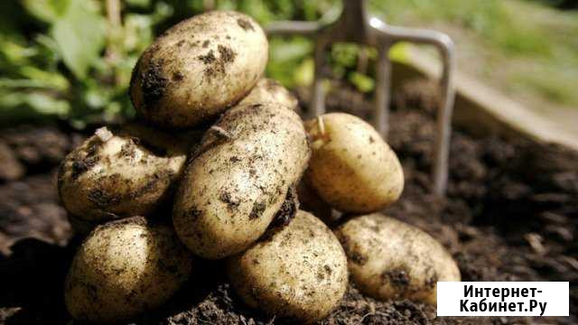 Картофель домашний Санкт-Петербург - изображение 1