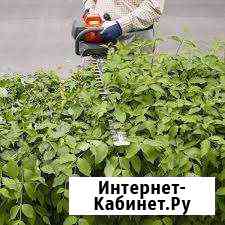 Покос травы, стрижка живой изгороди, спил кустарни Каменск-Уральский