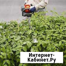 Покос травы, стрижка живой изгороди, спил кустарни Каменск-Уральский - изображение 1