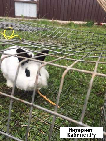 Декоративный кролик Уфа - изображение 1