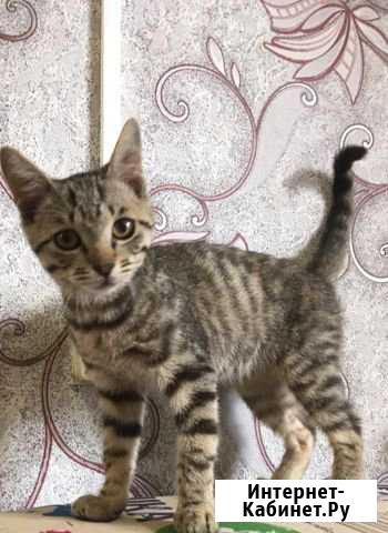 Котенок в добрые руки Комсомольск-на-Амуре - изображение 1