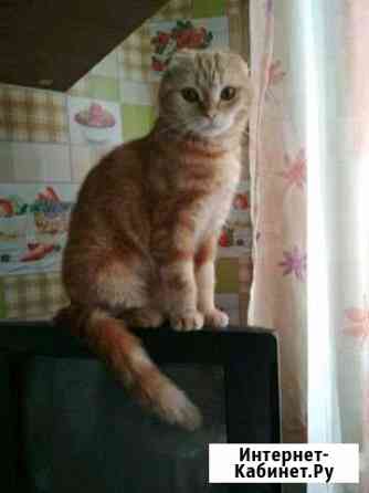 Ищу котика для вязки Санкт-Петербург