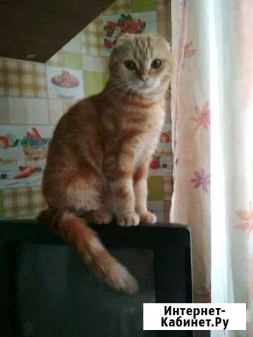 Ищу котика для вязки Санкт-Петербург - изображение 1