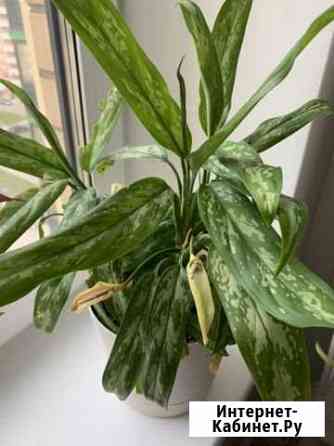 Аглаонема Обнинск