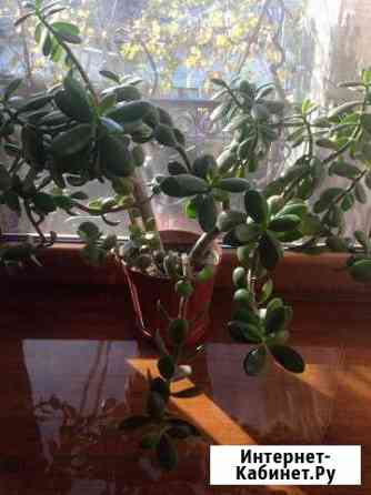 Денежное дерево Симферополь