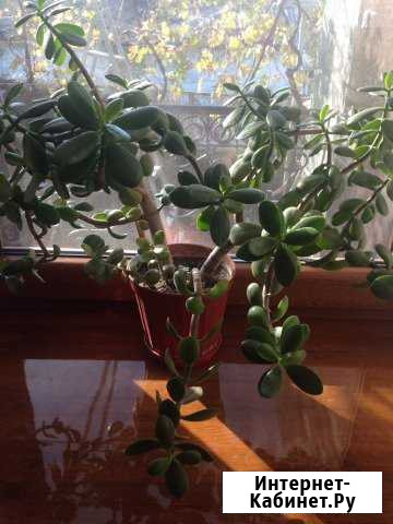 Денежное дерево Симферополь - изображение 1