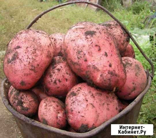 Картофель Йошкар-Ола - изображение 1