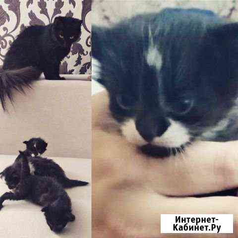 Котята Клинцы