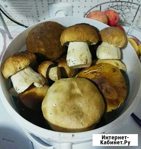 Белые грибы Йошкар-Ола - изображение 1