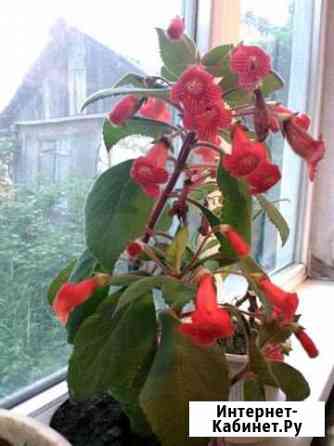 Цветок Майкоп