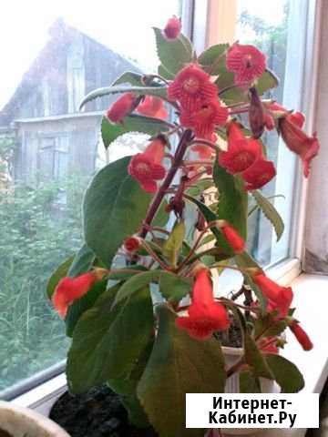 Цветок Майкоп - изображение 1