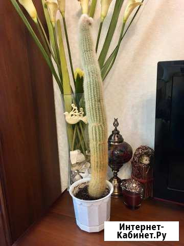 Клейстокактус Штрауса длиной 61-62см Казань - изображение 1