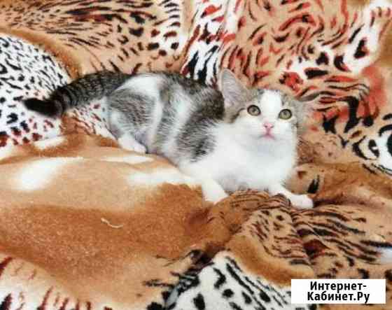 Отдадим котят в хорошие руки Гатчина