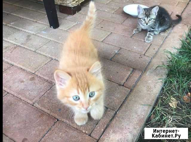 Котята Черкесск - изображение 1