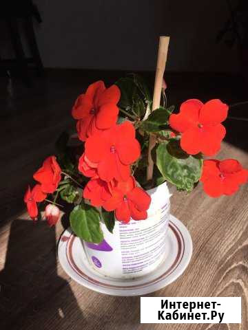 Бальзамин, обмен Екатеринбург - изображение 1