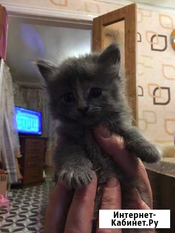 Котята Батайск - изображение 1