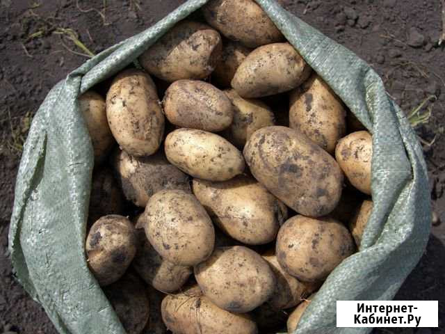 Картофель Вельск - изображение 1