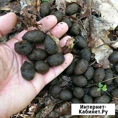 Лосиный навоз Сертолово - изображение 1