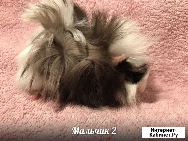 Морские свинки Сергиев Посад - изображение 1