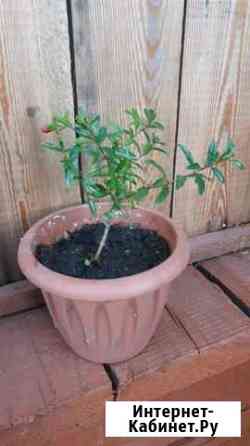 Гранат домашний Хабаровск