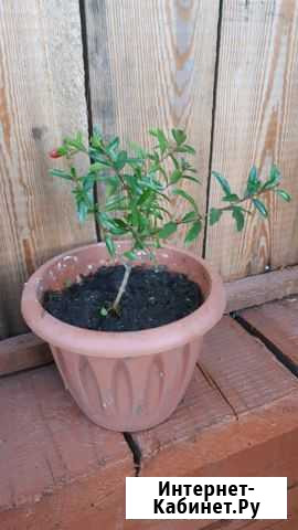 Гранат домашний Хабаровск - изображение 1