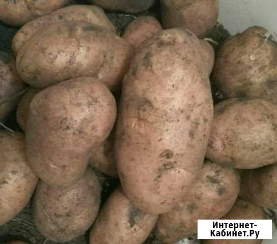 Картошка Азнакаево - изображение 1