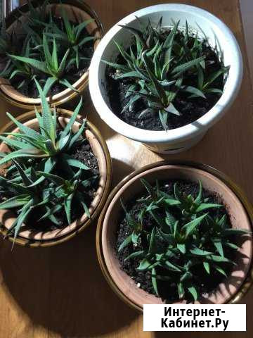 Алоэ цветущий Мурманск - изображение 1